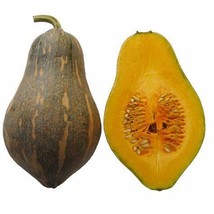 Honeynut Squash Butternut Vegetables, 10 Seeds D - $10.35