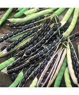 40+Black Valentine Bush Beans Seeds Native Heirloom Vegetable From US - £7.26 GBP