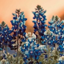 400 Seeds Texas Bluebonnet NON-GMO | Fresh Garden Seeds - £19.18 GBP