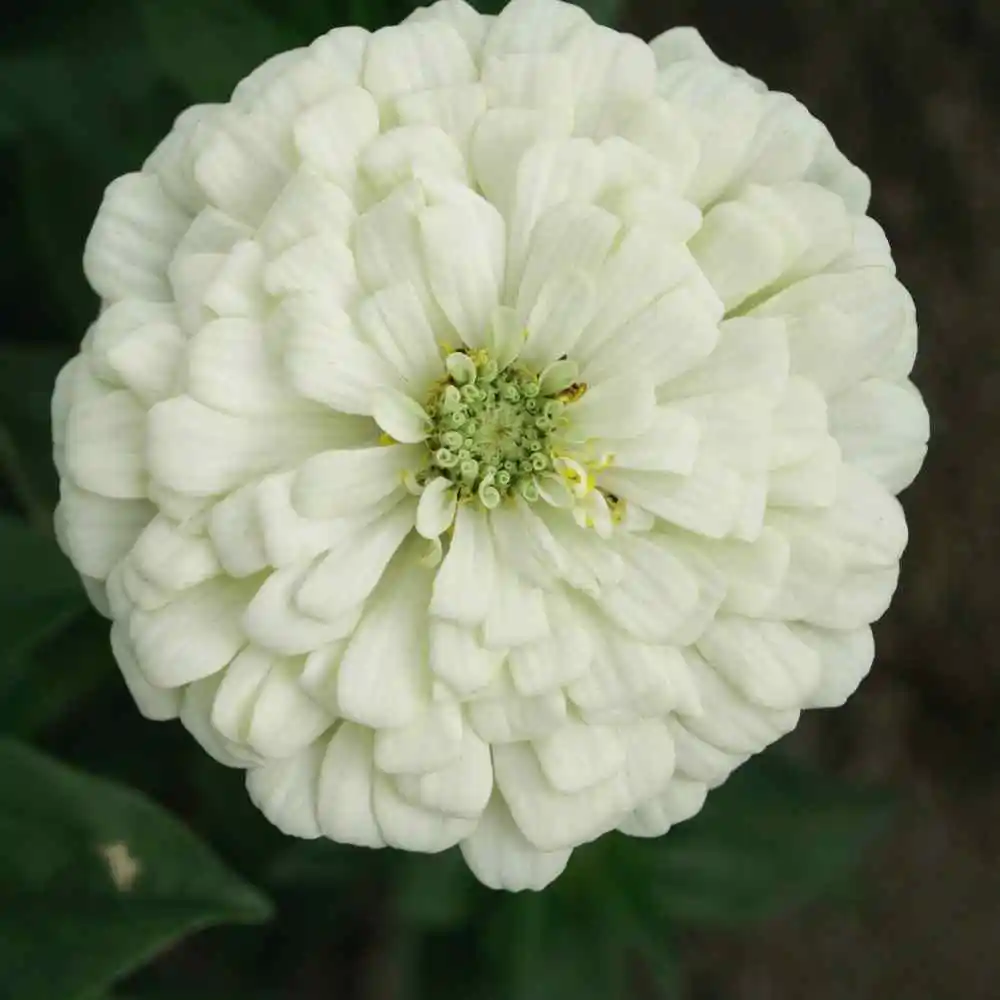GIB 50 Seeds Giant White Zinnia Purity Flower  - $9.50