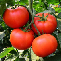 50 Seeds Homestead Tomatos Heirloom Tomato Juicy Tomatoe Vegetable Garden - £5.38 GBP