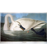 Oil Painting  John James Audub Cygnus buccinator, Trumpeter Swan Giclee - £7.60 GBP+