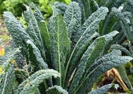 ArfanJaya Kale Seed Premier Non Gmo 100 Seeds Great For Salads And Cooking - £7.36 GBP