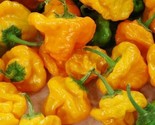 Yellow Scotch Bonnet Hot Pepper Seeds 30 Spicy Caribbean Culinary Fast S... - $8.99