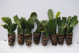 10 Plants Different Named Varieties of Christmas Cactus/Schlumbergera Truncata - £86.18 GBP
