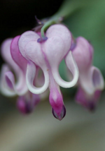 25 Pc Seeds Purple White Bleeding Heart Flower Seeds for Planting | RK - £13.47 GBP