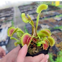 1 Pack Venus Flytrap Seeds Dionaea muscipula Seed Flycatcher Home Bonsai... - $5.99