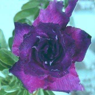 Adenium obesum King Blue Velvet