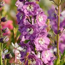 Delphinium Elatum Magic Fountains Cherry Blossom Seed Fresh Fast Shipping - $199.28 MXN