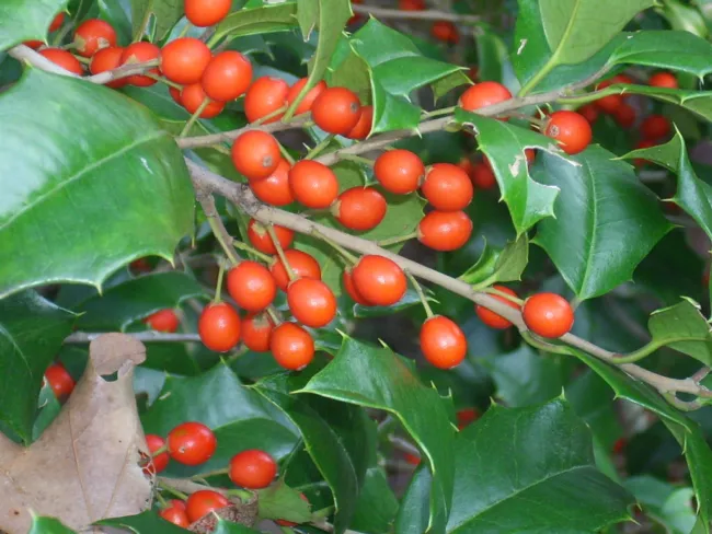 20 Manig American Holly Seeds Ilex Opaca Fresh Garden - £7.85 GBP