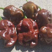 Chocolate Habanero Pepper Seeds Fresh Garden - $6.70