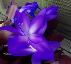 400 Seeds Zygocactus Truncatus Plants Rare Schlumbergera Plants Orchid B... - $14.37