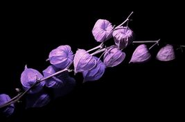 100 Purple Chinese Lantern Seeds for Planting Stunning Lantern Like Blooms - £16.51 GBP