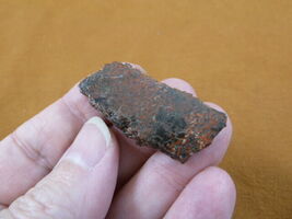 DF300-29) small Fossil REAL DINOSAUR Bone Slice Jurassic Dino love dinos... - €7,02 EUR