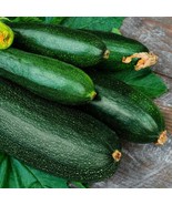 Dark Green Zucchini Summer Squash Seeds NON-GMO Variety Sizes  - £7.59 GBP