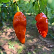 Komodo Dragon Capsicum Chinense Seeds Fresh Seeds USA Seller - £9.86 GBP