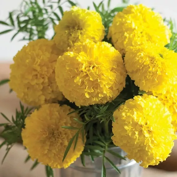 Mary Helen Marigold 25+ Seeds for Garden Planting  - $12.00