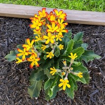 AD 15 Seeds Oakleaf Yellow Picotee House Flowers Home Garden - €11,42 EUR
