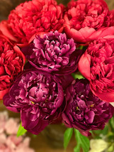 NEW Damask Blend Peony Seeds - Large Double Blooms in Red and Purple Mix... - $6.29