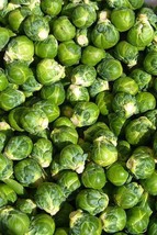 BPA 400 Seeds Catskill Brussel Sprout Sprouts Brassica Oleracea VegetableFrom US - £7.74 GBP