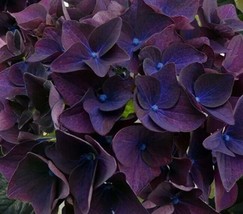 5 Deep Purple Hydrangea Seeds Perennial Flowers Flower Garden Seed 1420 - £6.24 GBP