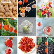 500 Seeds Sweet Tasty Physalis Juicy Fruit Golden Berry Séed Chinese Latern Plan - $11.27