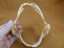 sj470-203) 5" Tiger SHARK B grade jaw sharks jaws teeth taxidermy educat... - $34.99