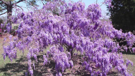 Purple Wisteria 2.5" pot image 3