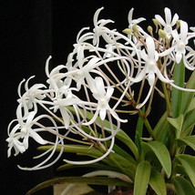 Neofineta (&#39;Holy Cow&#39; x &#39;Robust&#39; Orchid plant -  Rare Orchid Plant - £27.07 GBP