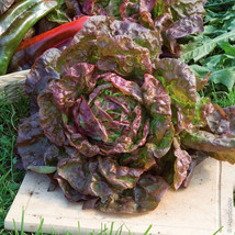 ArfanJaya 1000 Marvel Of Four Seasons Lettuce Seeds Old French Favorite Heirloom - £6.71 GBP