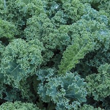 300 Seeds of Blue Curled Scotch Kale NONGMO - £10.60 GBP