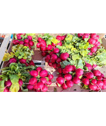 Fresh Seeds 500 Pink Beauty Radish Seeds Garden Planting - $10.96