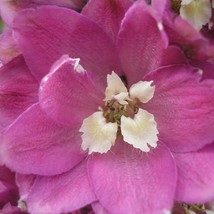 Fresh USA Seller Delphinium Pacific-Hybr Pacific-Group-Series Astolat-Group Seed - $10.48