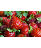 Eversweet Ever Bearing Strawberry Bareroot Plants   Large, Sweet &amp; Juicy... - $217.37 MXN+