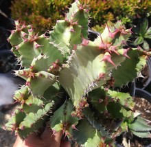 Euphorbia Resinifera (1 Gal.pot) - £39.16 GBP