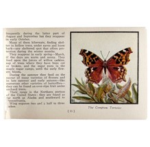 Common Tortoise Butterfly 1934 Butterflies Of America Antique Insect Art... - $19.99