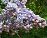 150 Seeds Common Lilac Tree (Syringa Vulgaris) From US - $9.50