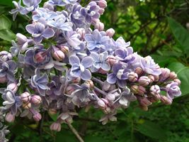 150 Seeds Common Lilac Tree (Syringa Vulgaris) From US - £7.47 GBP