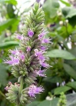 Pogostemon Cablin .5 Gram Seeds Fragrant Patchouli Perennial Herb Plant Gardenin - $10.78