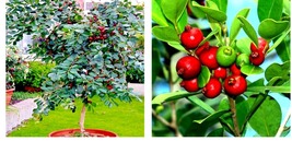 Strawberry Guava Tree 20 Seeds (Psidium cattleianum) Edible Garden Fruit Plant - £15.97 GBP