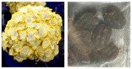 Gold Yellow Hydrangea Rare Flower Exotic Bush Plant 40 Seeds - £27.67 GBP