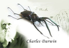 Charles Darwin Chiasognathus Grantii XL Real Beetle Framed Entomology Shadowbox - £159.83 GBP