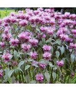 Bee Balm Seeds. Wild Bergamot. Monarda fistulosa - $5.82 CAD