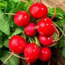 50 Fresh Radish Champion Seeds - £6.96 GBP