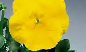 Pansy DeltaPro Yellow-Pure 250 seeds - $33.78
