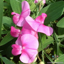 50 Everlasting Pink Sweet Pea Seeds Garden Free Ship - £10.41 GBP