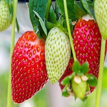 Ozark Everbearing 100 Live Strawberry Plants, NON GMO, - £77.41 GBP