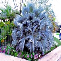 5 Mexican Blue Hesper Fan Palm Tree Seeds Grey Goddess Tropical Cold Hardy - £12.38 GBP