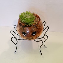 Spider Planter with Succulent, Halloween Pot, Sempervivum, Hens and Chicks image 6