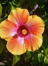 LIVE PLANT EXOTIC HAWAIIAN SUNSET~FIESTA HIBISCUS STARTER 3 TO 5 INCHES ... - $17.00